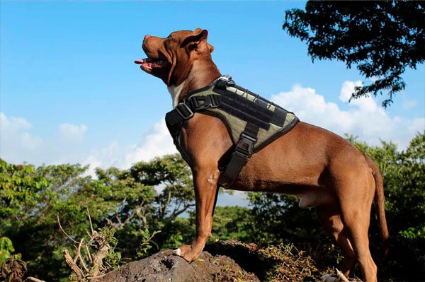 ARNES TACTICO PARA PERRO 2004